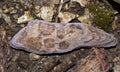 Piece of drift wood with circles Royalty Free Stock Photo