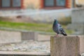 Photo of a pigeon Columba Livia, on the parapet of the monument on central square. Cloudy spring day. Urban birds and animals