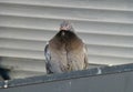 Pigeon fledgeling sitting on the ledge