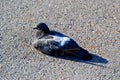 siesta on the street, domestic pigeon, Rovinj, Croatia, 2023