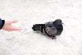 Photo of a pigeon on the snow which the child feeds. Protection of birds in the winter. Hunger birds in winter