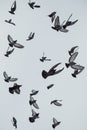Photo Of Pigeons Birds Flying In The Sky
