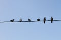 Photo of pigeons sitting on wires against a blue sky.