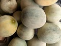 Photo of a pile of large, fresh melons that are ripe, the inside is fresh, green and yellow Royalty Free Stock Photo