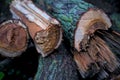 Photo of pile of willow trees close up