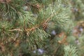 Photo of a pine branch with a cone. Close-up. Royalty Free Stock Photo