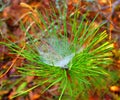 Photo pine branch with spider web with dew in the forest Royalty Free Stock Photo