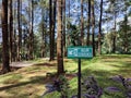 a photo of a pine forest from horizon view in the tropics of Indonesia