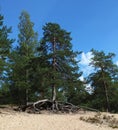 Photo of the pine tree with large exposed roots growing on the top of a sand dune, on the background of blue sky Royalty Free Stock Photo