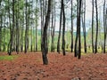 photo of pine trees, a comfortable place to cam