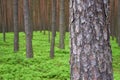 Photo of pine trunk in forest.