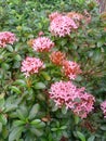 Photo of pink Ashoka flower plant