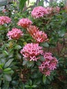 Photo of pink Ashoka flower plant