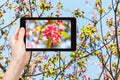 Photo of pink blossoms of apple tree on tablet pc
