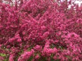 Pretty Pink Cherry Blossom Tree in Spring Royalty Free Stock Photo