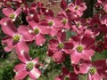 Pink Dogwood Blossoms in April in Spring Royalty Free Stock Photo