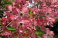 Pink Dogwood Flowers in the Afternoon Light in April Royalty Free Stock Photo