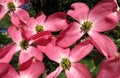 Full Bloom Pink Dogwood Flowers in April Royalty Free Stock Photo