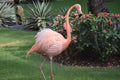 Pink Flamingo paying us a visit