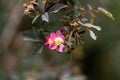 Pink flower on a branch close up