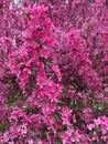 Pretty Pink Flowering Tree in April in Spring Royalty Free Stock Photo