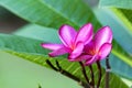 Pink Jasmine flower - Jasminum x stephanense