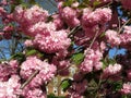 Pink Kwanzan Cherry Blossoms in April in Spring