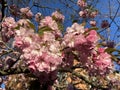 Pink Kwanzan Cherry Blossoms in April