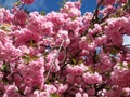 Pretty Pink Kwanzan Cherry Blossoms