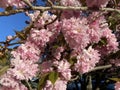 Pretty Pink Kwanzan Cherry Blossoms in April