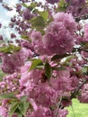 Pink Kwanzan Cherry Blossoms and Green Leaves