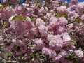 Pink Kwanzan Cherry Blossoms in Mid April in Full Bloom