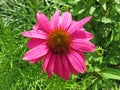 Pink Lazy Susan Flower in Summer in June