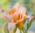 Photo of pink Lily flower with yellow stamens with pollen. Royalty Free Stock Photo