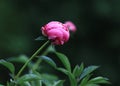 photo of a pink peony bud in the garden, close-up on a dark background Royalty Free Stock Photo