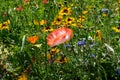 Photo of a pink poppy in a field of wild flowers, taken on a sunny day in mid-summer, Eastcote, UK Royalty Free Stock Photo