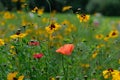 Photo of a pink poppy in a field of wild flowers, taken on a sunny day in mid-summer, Eastcote, UK Royalty Free Stock Photo