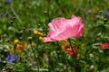 Photo of a pink poppy in a field of wild flowers, taken on a sunny day in mid-summer, Eastcote, UK Royalty Free Stock Photo