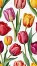 Photo Of Pink Red And Yellow Tulip Set Watercolor Painting Flower Elements On Isolated White Background Hand Painte. Generative AI Royalty Free Stock Photo