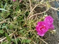 The photo of the pink roadside flowers is very beautiful Royalty Free Stock Photo