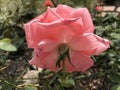 Behind a macro Photo of a pink rose bush garden in garden Royalty Free Stock Photo