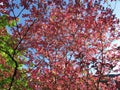 Pink Spring Dogwoods and Blue Sky in April Royalty Free Stock Photo