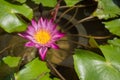 Photo of a Pink Water Lillie taken in Bangkok, Thailand Royalty Free Stock Photo