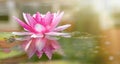 Pink water lily in pond under sunlight. Blossom time of lotus flower Royalty Free Stock Photo