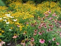 Pink and Yellow Lazy Susan Flowers