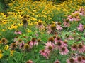 Pink and Yellow Lazy Susan Flowers in Summer