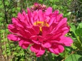 Pink Zinnia Flower in the Summer Garden Royalty Free Stock Photo
