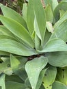 Photo of Plant Agave attenuata Royalty Free Stock Photo