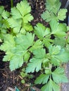 Photo of the Plant Coriander Coriandrum Sativum Chinese Parsley Dhania or Cilantro Royalty Free Stock Photo