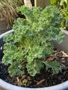 Photo of the Plant Curly Kale or Borecole Royalty Free Stock Photo
